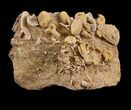 Exquisite Miniature Ammonite Fossil Cluster - France #31766-1